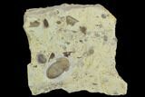 Rare, Failleana Trilobite - Wisconsin #122543-1